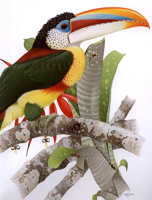 Toucans of the Americas - Tucanos - Tucanos das Americas  - Alvarenga,H. &  Brettas,E.  2004